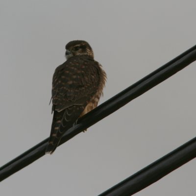 Merlin, Falco columbarius (Stenfalk)