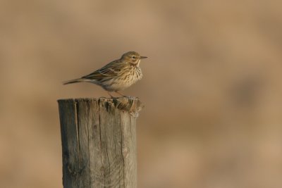Meadow Pipit, Anthus pratensis (ngspiplrka)