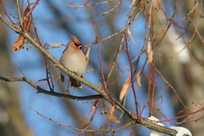 Bohemian Waxwing, Bombycilla garrulus (Sidensvans)