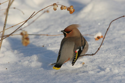 Bohemian Waxwing, Bombycilla garrulus (Sidensvans)