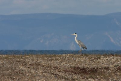 Grey Heron, Ardea cinerea (Grhger)