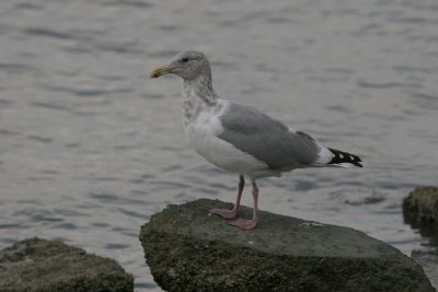 g1/33/781833/3/118052874.XW1nOD54.jpg