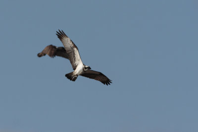 Osprey, Pandion haliaetus (Fiskgjuse)