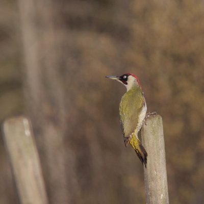 Green Woodpecker, Picus viridis (Grngling)