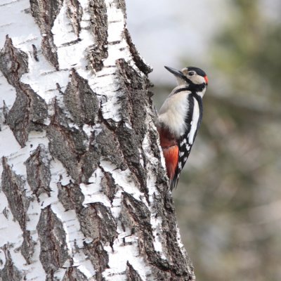 (Greater Spotted Woodpecker, Dendrocopus major (Strre hackspett)