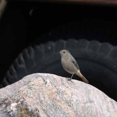 Black Redstart, Phoenicurus ochropus (Svart Rdstjrt)