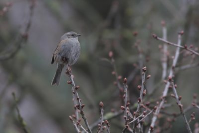 Dunnock, Prunella modularis (Jrnsparv)