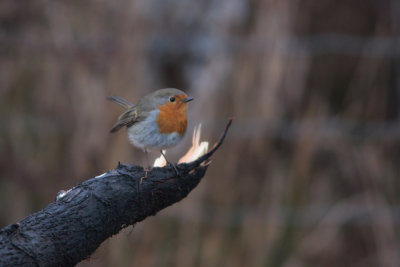European Robin, Erithacus rubecula (Rdhake)