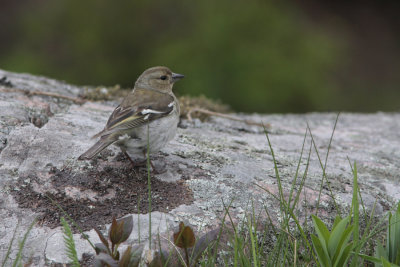 Chaffinch, Fringilla coelebs (Bofink)