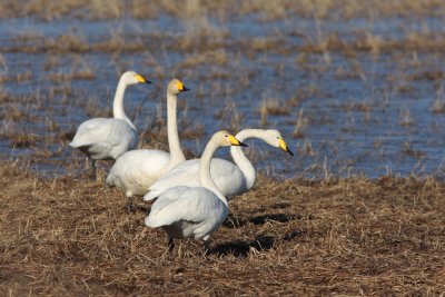 Whooper Swan, Cygnus cygnus (Sngsvan)