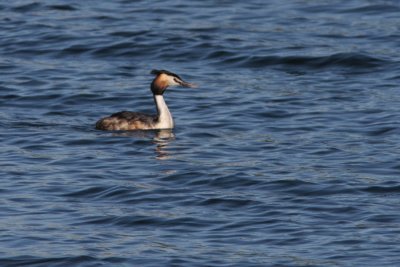 Crested Grebe, Podiceps cristatus (Skggdopping)