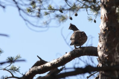 Hazel Grouse, Bonasia bonasia (Jrpe)