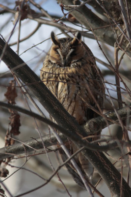Long-eared Owl, Asio otus (Hornuggla)