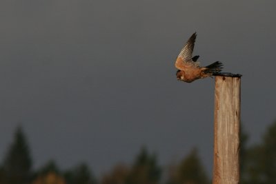 Red-footed Falcon, Falco vespertinus (Aftonfalk)