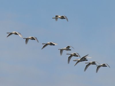 Tundra Swan, Cygnus colombianus (Mindre sångsvan)