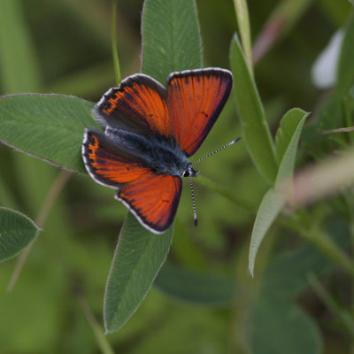 Purple-edged Copper, Lyacaena hippothoe (Violettkantad Guldvinge)