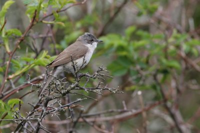 Lesser Whitethroat, Sylva curruca (rtsngare)