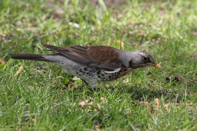 Fieldfare, Turdus pilaris (Bjrktrast)