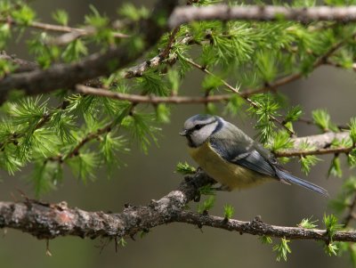 Blue Tit, Parus caeruleus (Blmes)