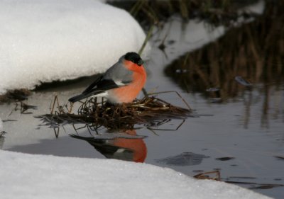 European Bullfinch, Pyrrhula pyrrhula (Domherre)