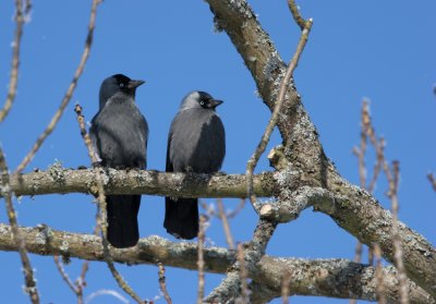 Jackdaw, Corvus monedula (Kaja)