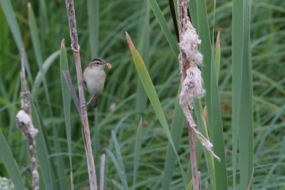 Sedge Warbler, Acrocephalus shoenobaenus (Svsngare)