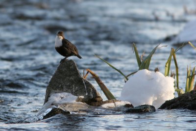 White-throated Dipper, Cinclus cinclus (Strmstare)