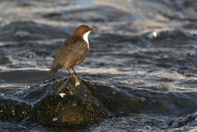 White-throated Dipper, Cinclus cinclus (Strmstare)