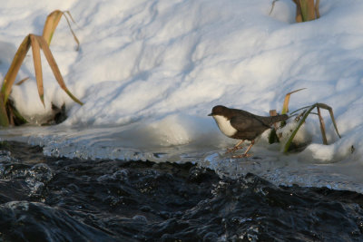 White-throated Dipper, Cinclus cinclus (Strmstare)