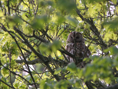 Tawney Owl, Strix aluco (Kattuggla)
