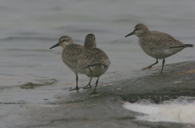 Red Knot, Calidris canuta (Kustsnäppa)