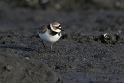 Little Ringed Plover, Charadrius dubius (Mindre strandpipare)