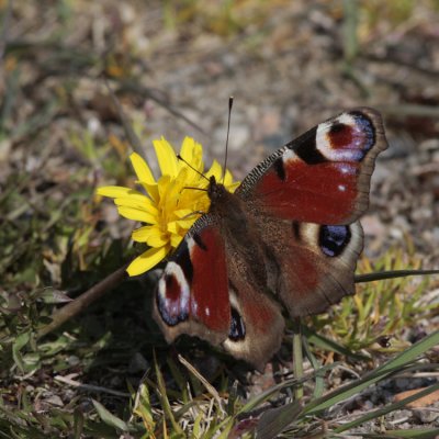 Peacock (Pfgelga) Inachis io