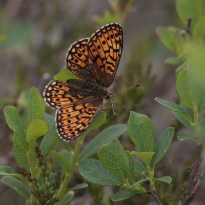 Bog Fritillary, Boloria eunomia (Svartringlad pärlemorfjäril)