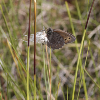 Baltic Grayling, Oeneis jutta (Tallgräsfjäril)