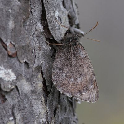 Baltic Grayling, Oeneis jutta (Tallgräsfjäril)