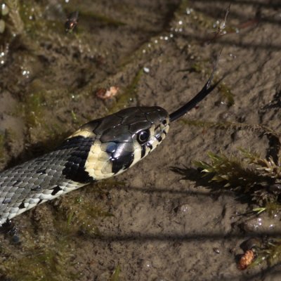 Grass Snake, Natrix natrix (Snok)