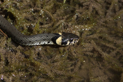 Grass Snake, Natrix natrix (Snok)