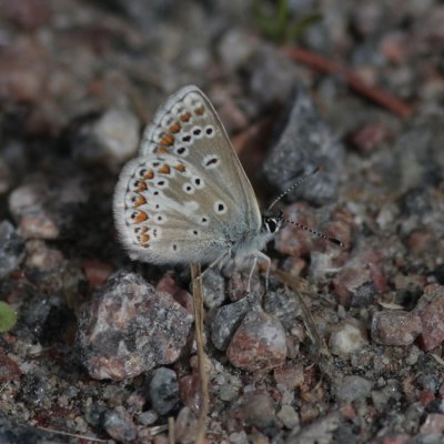 Northern Brown Argus, Aricia artaxerxes (Midsommarblvinge)