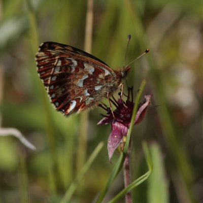 Cranberry Fritillary, Boloria aquilonaris (Myrpärlemorfjäril)
