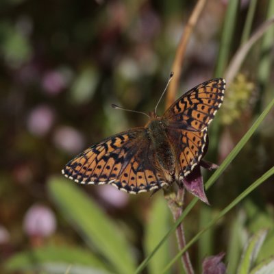 Cranberry Fritillary, Boloria aquilonaris (Myrpärlemorfjäril)