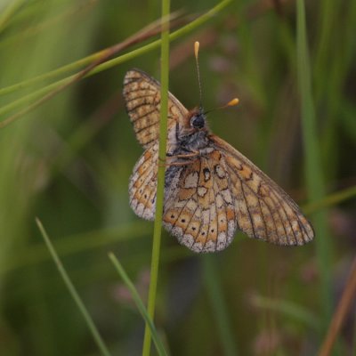 Marsh Fritillary, Euphydryas aurinia (Väddnätfjäril)