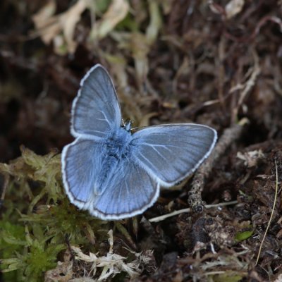 Amandas Blue, Polyommatus amandus (Silverblvinge)