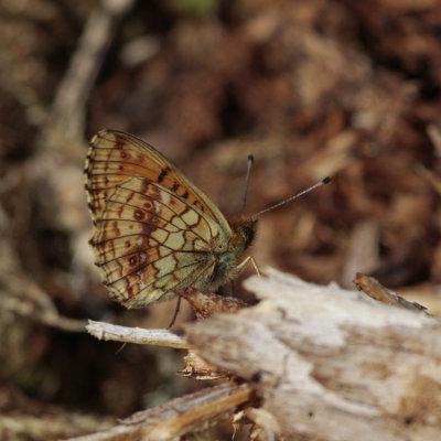 Lesser Marbled Fritillary, Brenthis ino (Älggräspärlemorfjäril)
