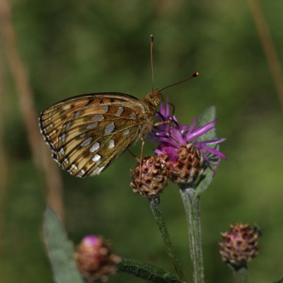Dark Green Fritillary, Argynnis aglaia (Ängspärlemorfjäril)