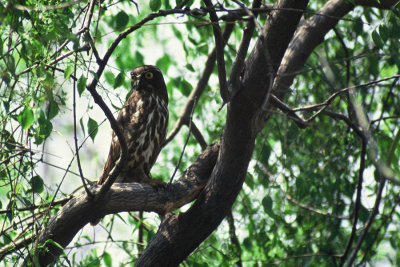 Brown Hawk Owl, Ninox scutulata