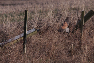Eurasian Kestrel, Falco tinnunculus (Tornfalk)