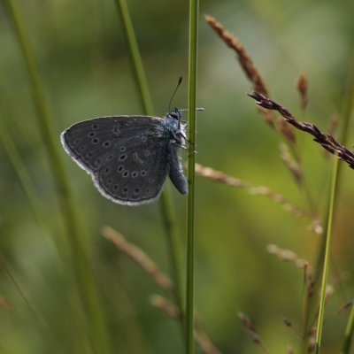 Alcon Blue, Maculinea alcon (Alkonblvinge)