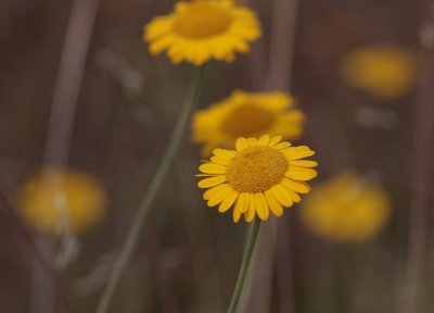 g1/33/781833/3/126444975.P2MA0hgo.jpg