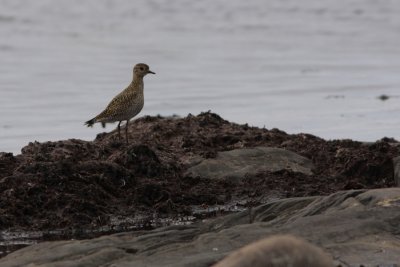 Golden Plover, Pluvialis apricaria (Ljungpipare)